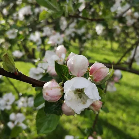 Daire Maar-idyll Schalkenmehren
