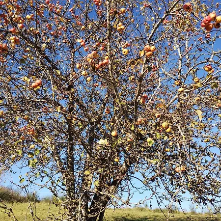 Maar-idyll Schalkenmehren