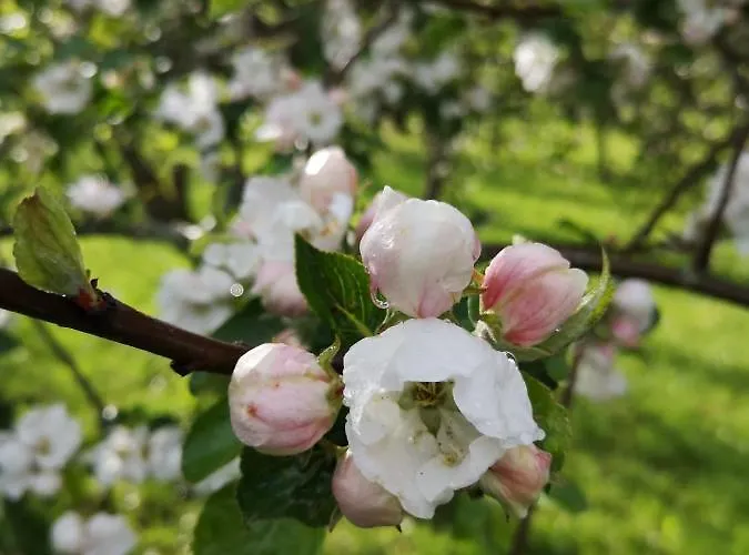 Апартаменты Maar-idyll Шалькенмерен