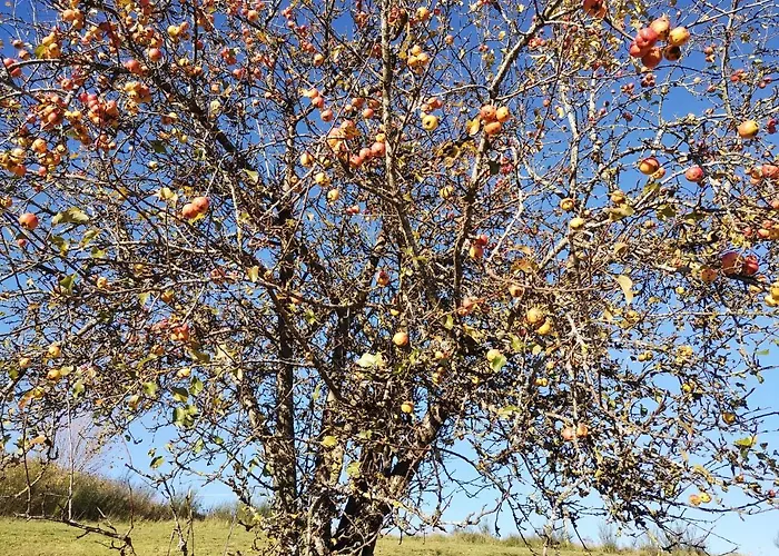 Maar-idyll Schalkenmehren
