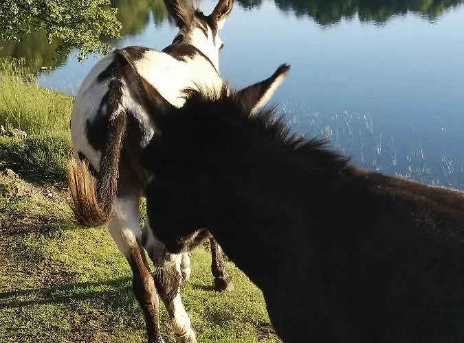 Апартаменты Maar-idyll Шалькенмерен